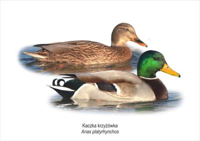 Tablica A4 Kaczka krzyżówka. Wydawca: Koliber. SmakLiter.pl Opakowanie Tablica A4 Kaczka krzyżówka