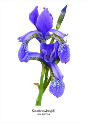 Tablica A4 Kosaciec syberyjski. Wydawca: Koliber. SmakLiter.pl Opakowanie Tablica A4 Kosaciec syberyjski