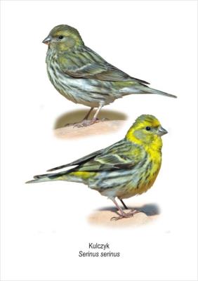 Opakowanie Tablica A4 Kulczyk