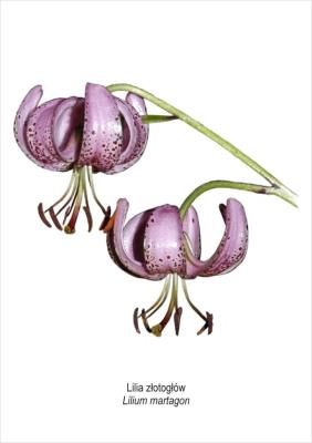 Tablica A4 Lilia złotogłów. Wydawca: Koliber. SmakLiter.pl Opakowanie Tablica A4 Lilia złotogłów