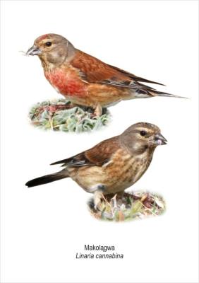 Opakowanie Tablica A4 Makolągwa