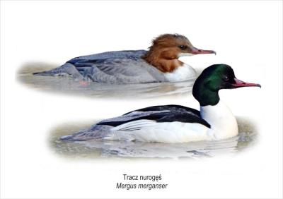 Opakowanie Tablica A4 Tracz nurogęś