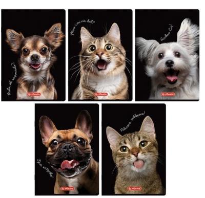 Opakowanie Zeszyt A5/16K kratka kolorowa Animals (20szt)