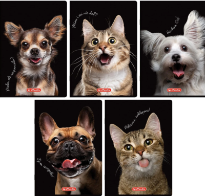 Opakowanie Zeszyt do słówek A6/16K kratka Crazy Animal(20szt)