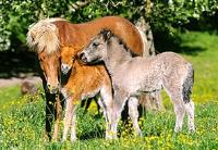 Puzzle 120 Koniki CASTOR. Wydawca: Castorland. SmakLiter.pl Opakowanie Puzzle 120 Koniki CASTOR