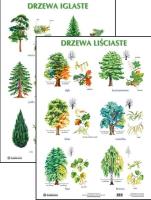 Plansza - Drzewa liściaste, drzewa iglaste. Wydawca: Harmonia. SmakLiter.pl Opakowanie Plansza - Drzewa liściaste, drzewa iglaste
