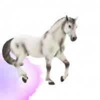 Opakowanie Siwy ogier rasy andaluzyjskiej ANIMAL PLANET