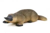 Opakowanie Dziobak ANIMAL PLANET