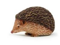 Opakowanie Jeż ANIMAL PLANET