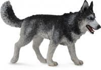 Opakowanie Pies Rasy Siberian Husky