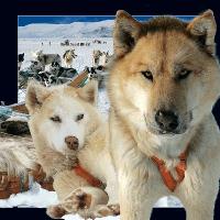 Okładka książki Magnes 3D Husky