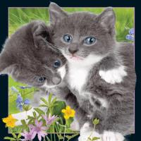 Opakowanie Magnes 3D Kocięta