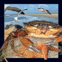 Opakowanie Magnes 3D Krab