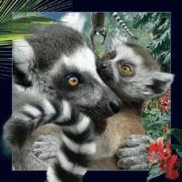 Opakowanie Magnes 3D Lemur