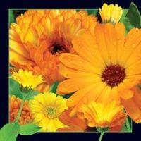 Opakowanie Magnes 3D Nagietek