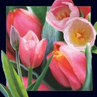 Opakowanie Magnes 3D Tulipan