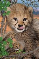 Opakowanie Mini kartka 3D Gepard