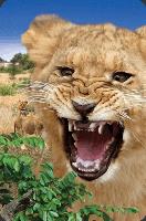 Opakowanie Mini kartka 3D Lew