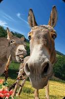 Opakowanie Mini kartka 3D Osioł