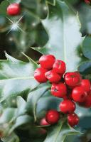 Opakowanie Mini kartka 3D Ostrokrzew