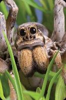 Opakowanie Mini kartka 3D Pająk