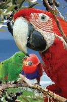 Opakowanie Mini kartka 3D Papuga