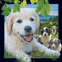 Opakowanie Mini kartka 3D Pies