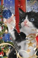 Opakowanie Mini kartka 3D Świąteczny Kot