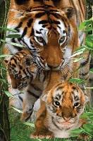 Opakowanie Mini kartka 3D Tygrys