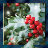 Opakowanie Pocztówka 3D Ostrokrzew