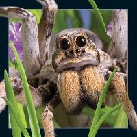 Opakowanie Pocztówka 3D Pająk