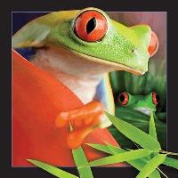 Opakowanie Pocztówka 3D Żaba