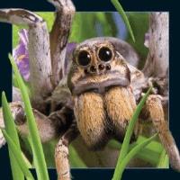 Opakowanie Magnes 3D Pająk