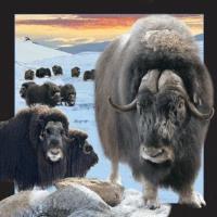 Opakowanie Magnes 3D Piżmowół