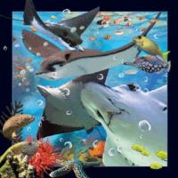 Opakowanie Magnes 3D Płaszczka