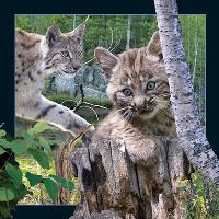 Opakowanie Magnes 3D Ryś