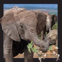 Opakowanie Magnes 3D Słoń