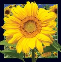 Opakowanie Magnes 3D Słonecznik