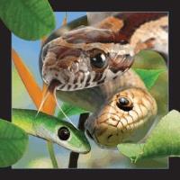 Opakowanie Magnes 3D Wąż