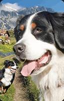 Opakowanie Mini kartka 3D Berneński Pies Pasterski