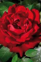 Opakowanie Mini kartka 3D Czerwona Róża