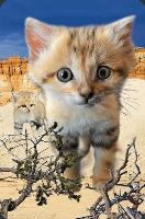 Opakowanie Mini kartka 3D Kot Arabski