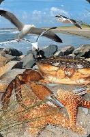 Opakowanie Mini kartka 3D Krab