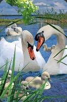 Opakowanie Mini kartka 3D Łabędź