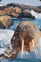 Opakowanie Mini kartka 3D Mors