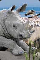 Opakowanie Mini kartka 3D Nosorożec