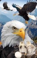 Opakowanie Mini kartka 3D Orzeł Bielik