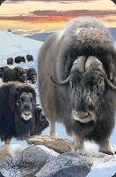 Opakowanie Mini kartka 3D Piżmowół