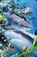 Opakowanie Mini kartka 3D Rekin