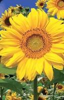 Opakowanie Mini kartka 3D Słonecznik